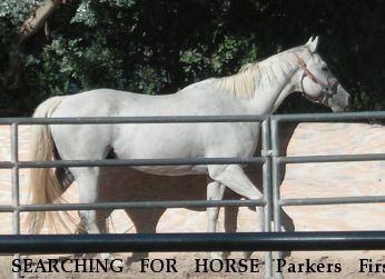SEARCHING FOR HORSE Parkers First Dash, Near Stephenville, TX, 76401